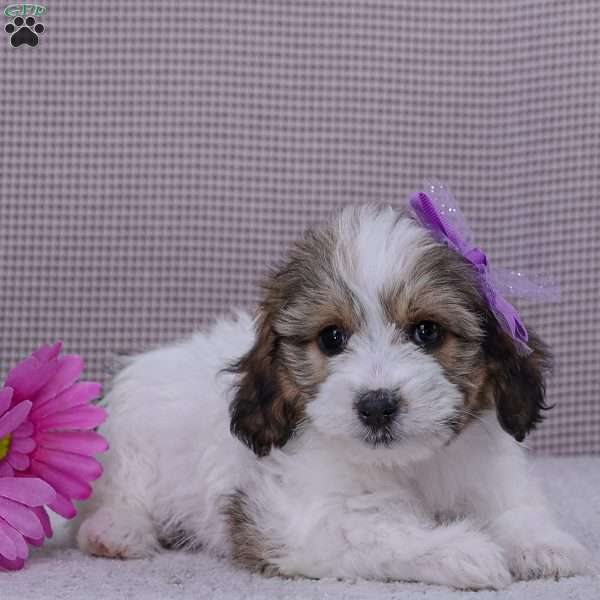 Mina, Springerdoodle Puppy